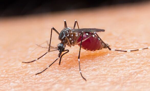 Nyamuk adalah pembawa parasit protozoa dan malaria