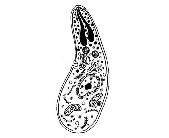 Parasit protozoa